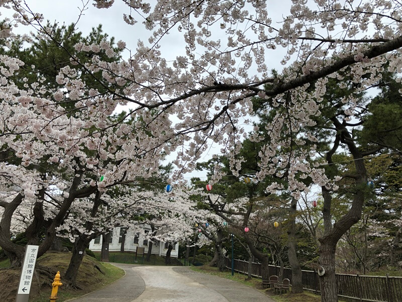 函館公園お花見